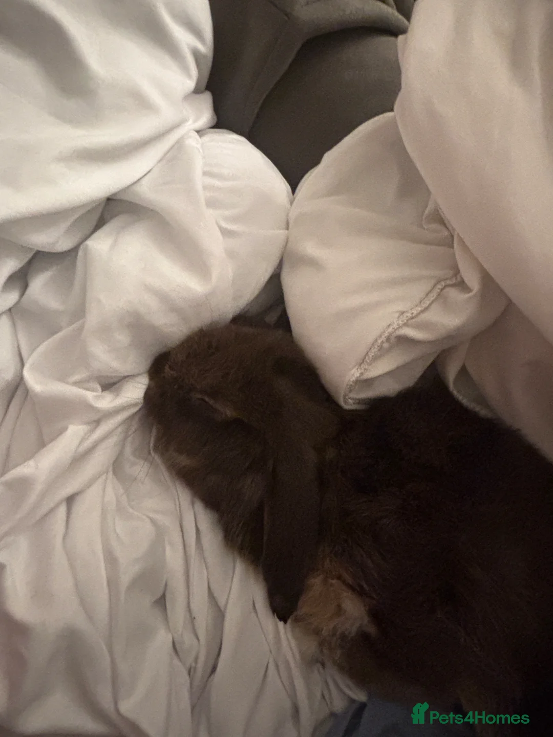 Mini Lop rabbits for sale: mini lop bunny in Darlington - Advert 1