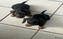 Dachshund dogs for sale: Beautiful KC registered wire haired Dachshunds in Bridgnorth - Image 2