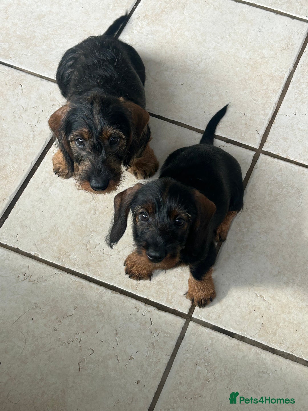 Dachshund dogs for sale: Beautiful KC registered wire haired Dachshunds in Bridgnorth - Image 2