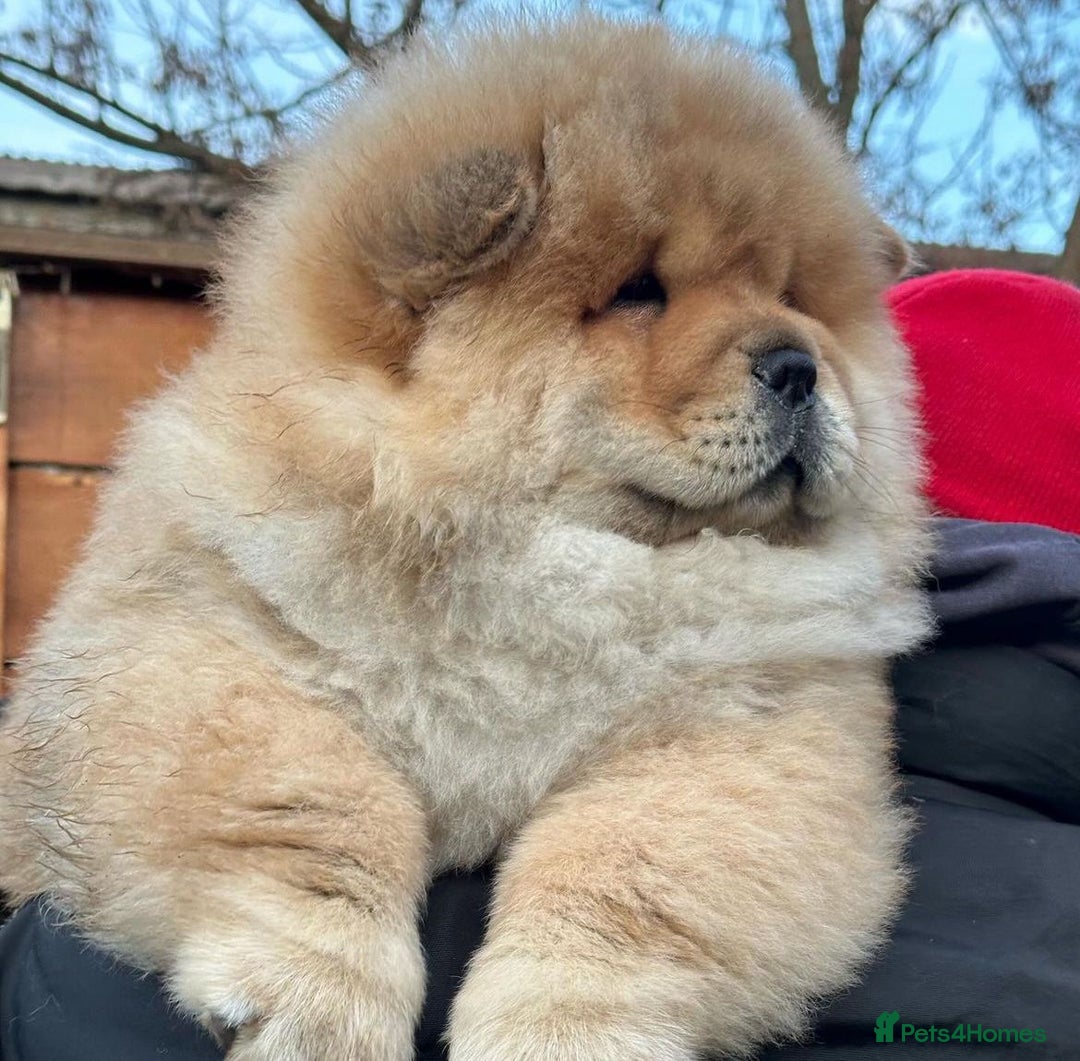 Chow Chow dogs for sale: Kc Registered Chow Chow Pups - Image 2