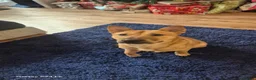 Mixed Breed dogs for sale: Mixed  in Salisbury - Advert 5