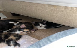 Mixed Breed cats for sale: Beautiful kittens ready for new loving homes  - Advert 21
