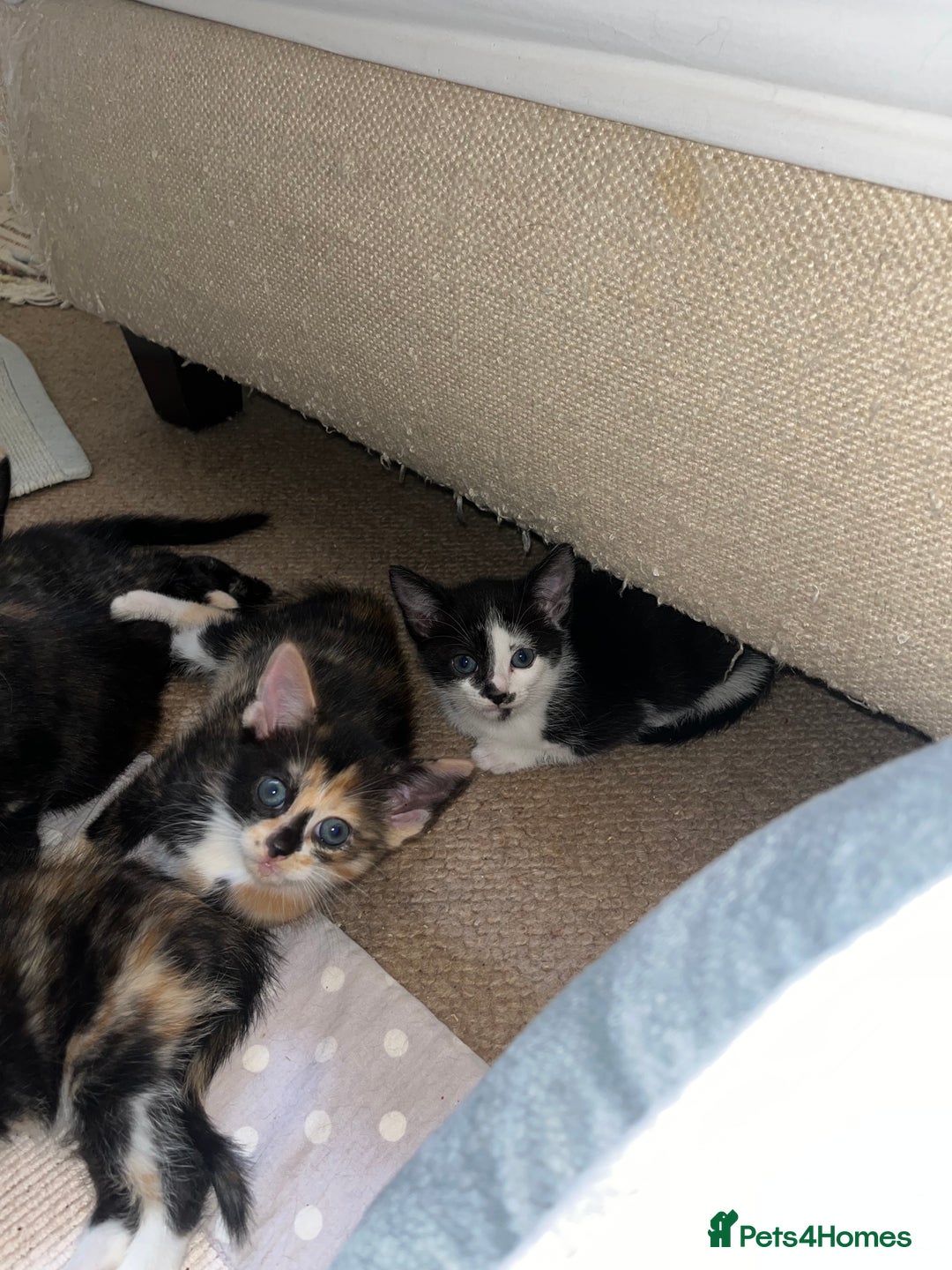 Mixed Breed cats for sale: Beautiful kittens ready for new loving homes  - Advert 21
