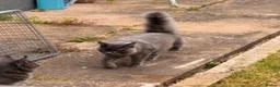 Maine Coon cats for sale: Maine Coon kittens - Advert 11