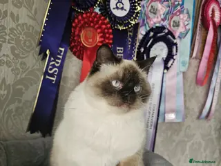 British Shorthair cats GCCF reg. BSH Colourpoint female 🌸 - Advert 5