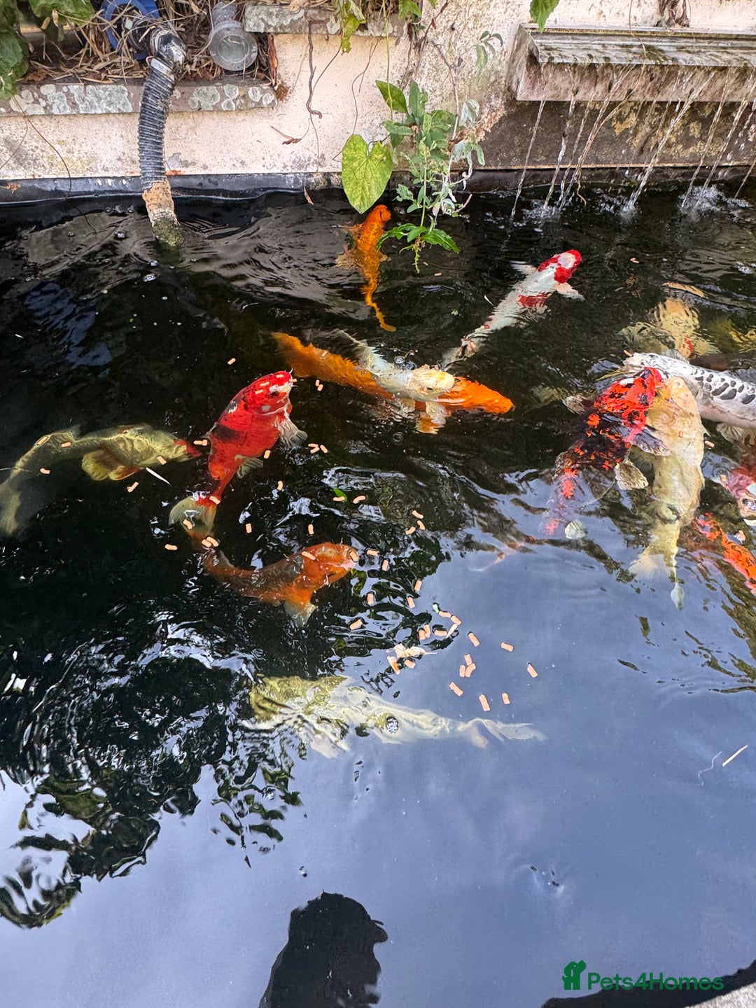 Koi Carp fish for sale: Complete Koi carp set up for sale - Image 32