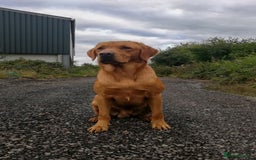 Labrador Retriever dogs for sale: Red pups due - Image 6