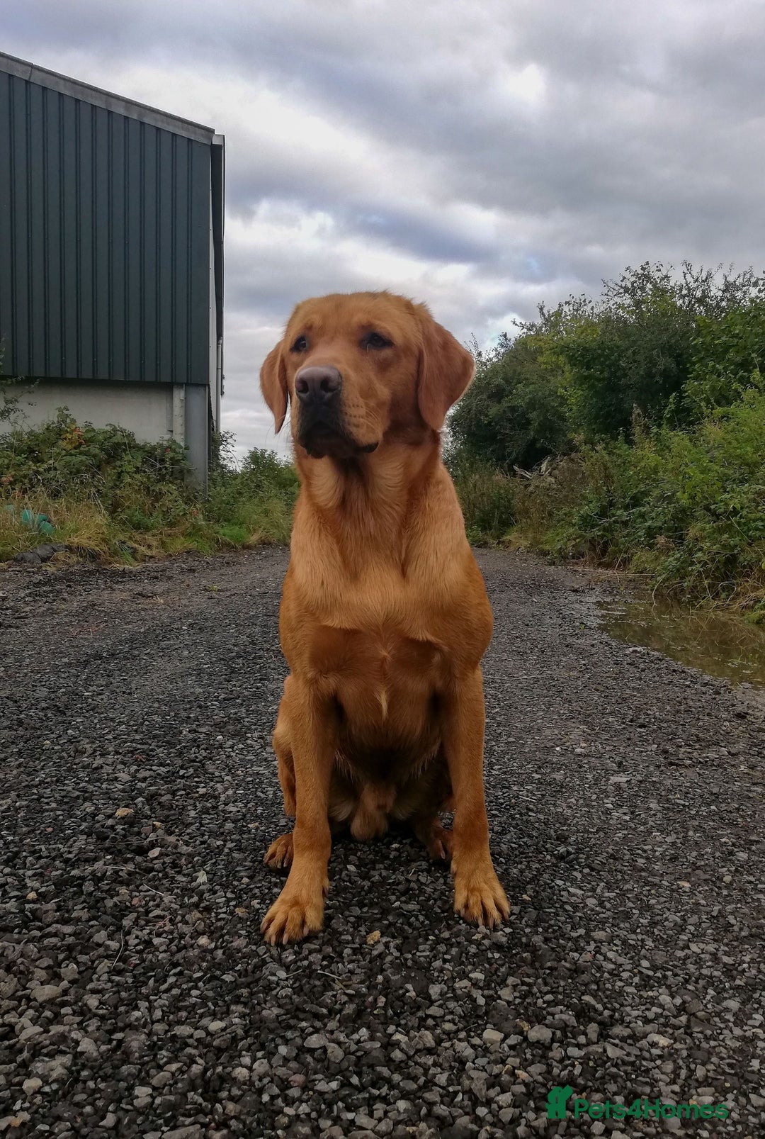 Labrador Retriever dogs for sale: Red pups due - Image 6