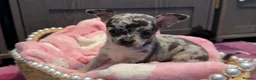 Chihuahua dogs for sale: Full chihuahua puppies  - Advert 10