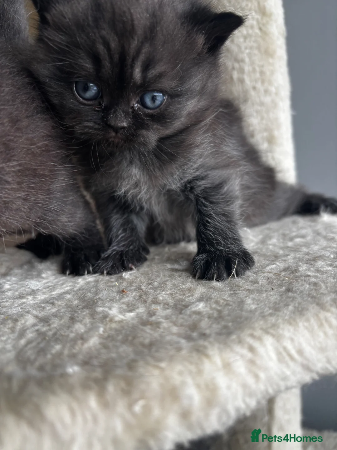British Shorthair cats for sale: 😻Happy kittens 😻 - Advert 2