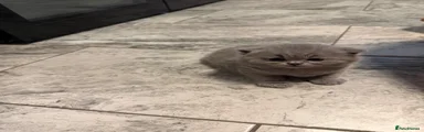 British Shorthair 2