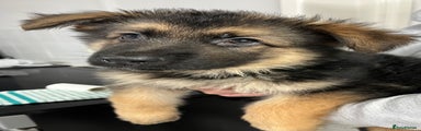 German Shepherd Puppy 3