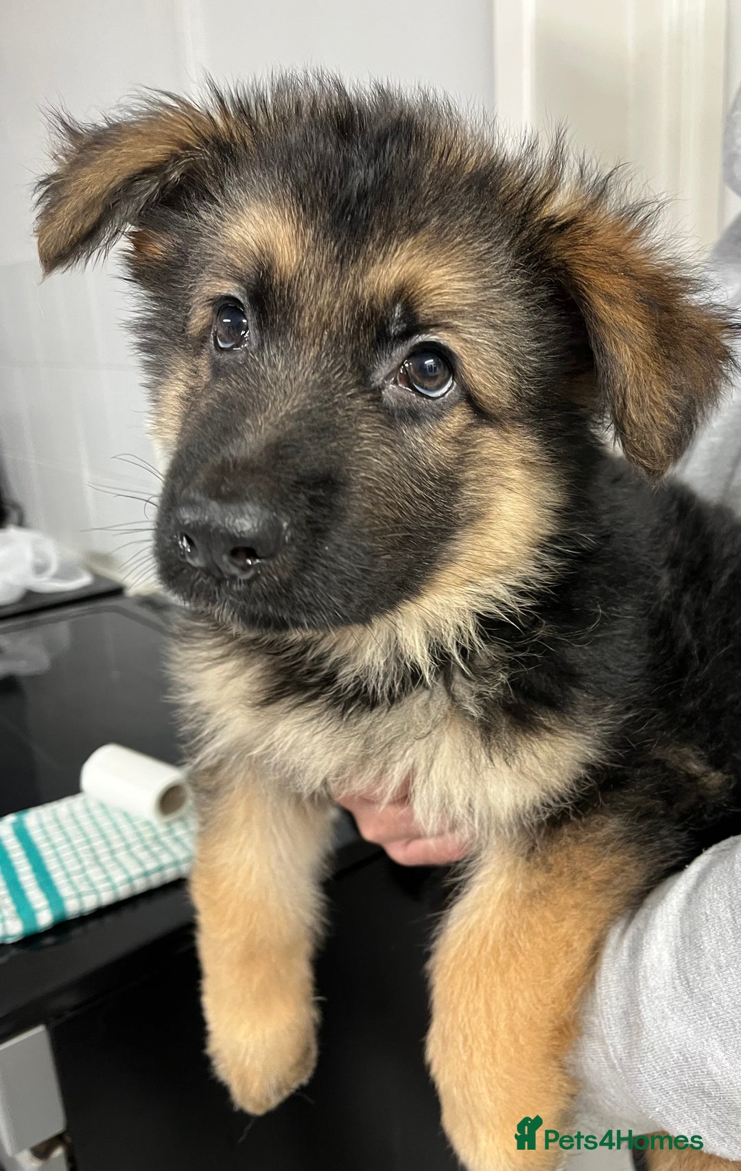 German Shepherd dogs for sale: Gorgeous pure German Shepherd Puppies  - Advert 14