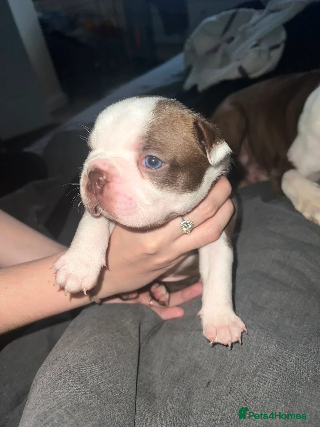 Boston Terrier dogs for sale: Quality Lines KC Registered Boston Terrier Puppies - Advert 21