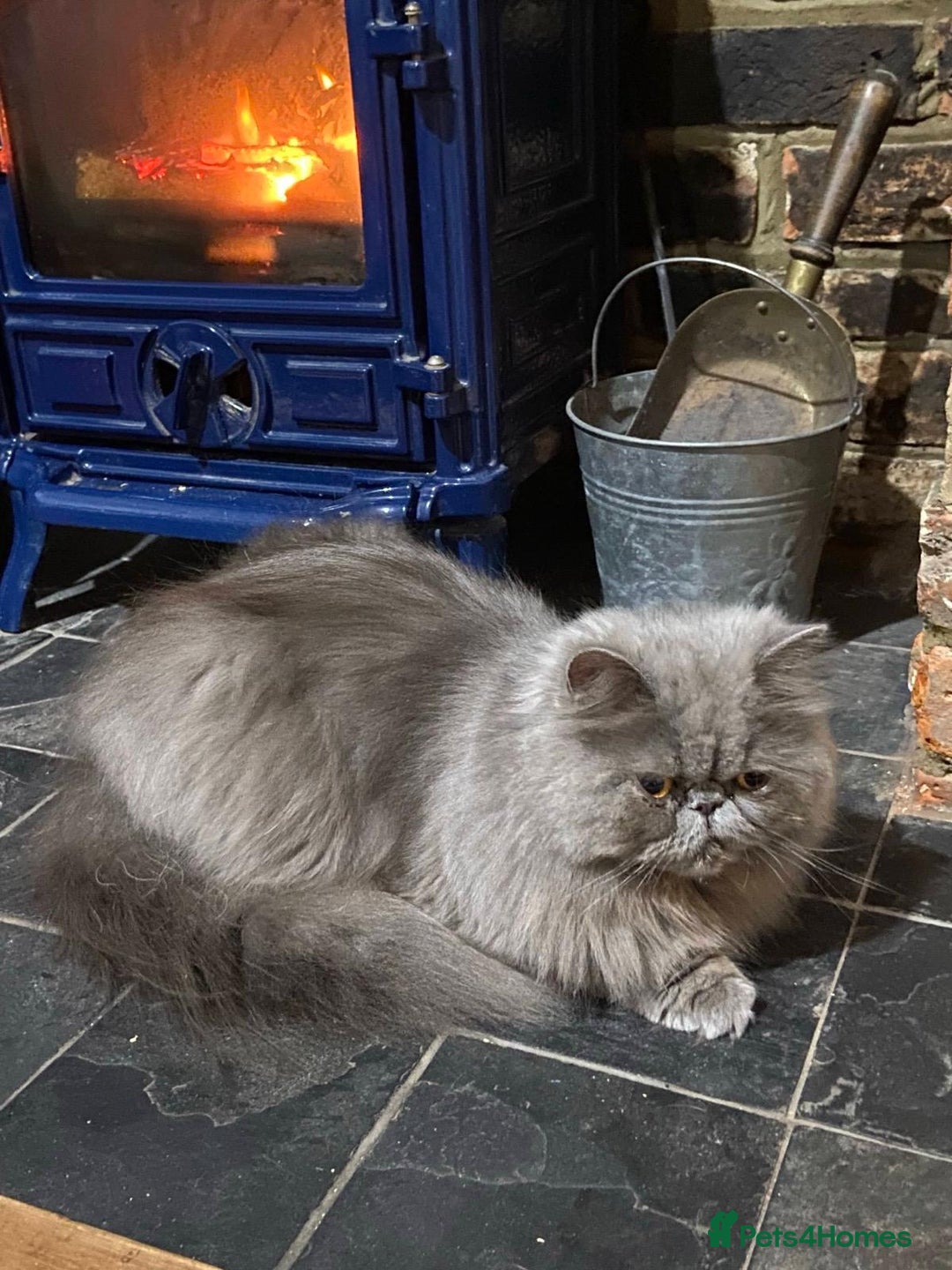 Persian cats for sale: Our beautiful pedigree Persian girl Winnie - Advert 2