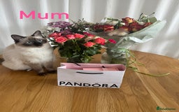 Ragdoll cats for sale: Ragdoll kittens  - Image 7