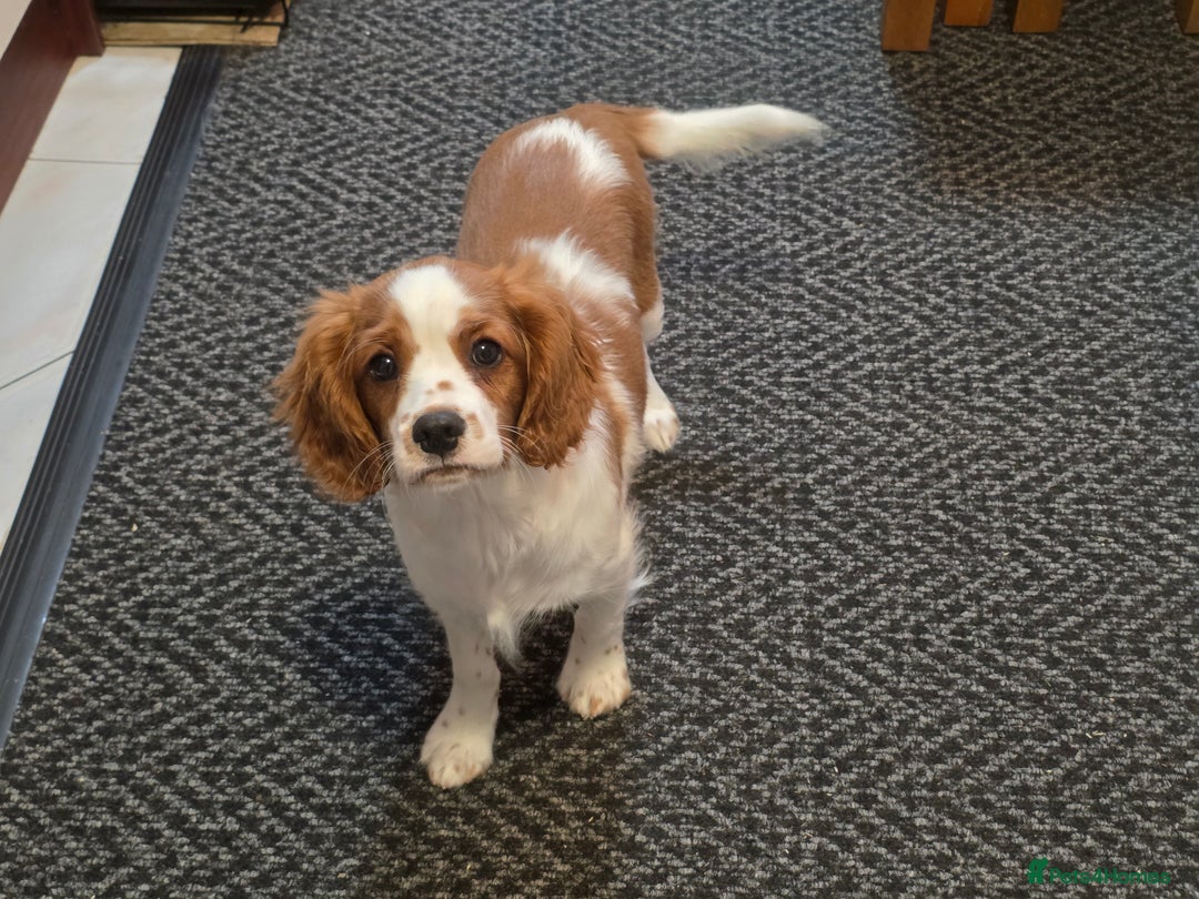 Cavalier King Charles Spaniel dogs for sale: KC Reg Cavalier King Charles pups Fully Vaccinated - Advert 12