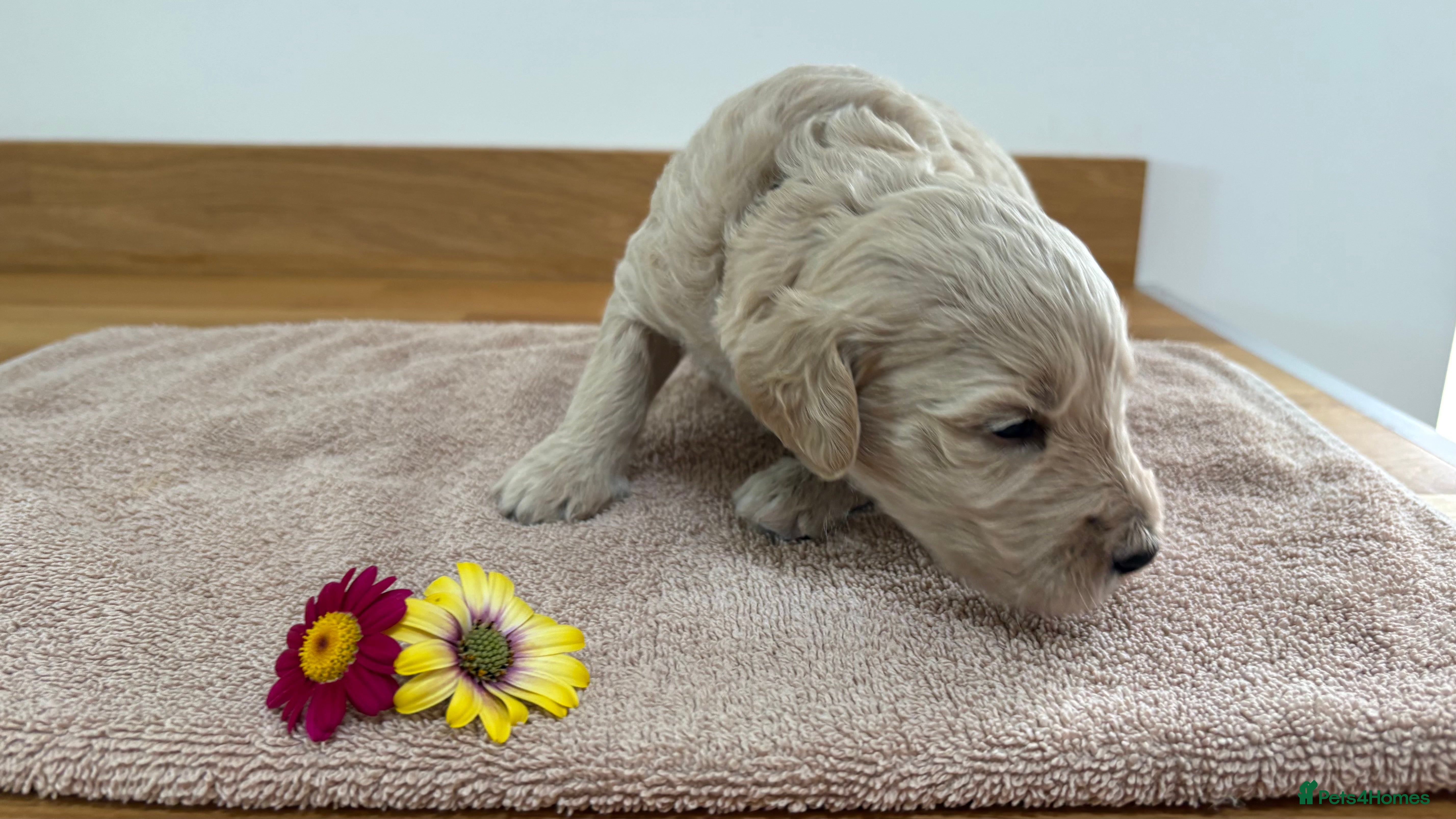 Goldendoodle dogs for sale: Golden doodle puppies from a loving home - Advert 3