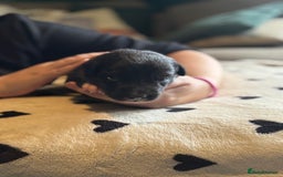 Mixed Breed dogs for sale: Beautiful Huntaway x Collie pups  - Image 5