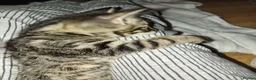 Mixed Breed cats for sale: White Male and stripy/spotty tabby males ready now - Advert 16