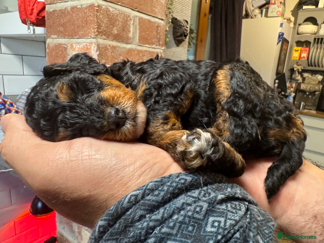 Poochon dogs for sale: Beautiful Poochon Pups Home Bred second litter - Advert 31