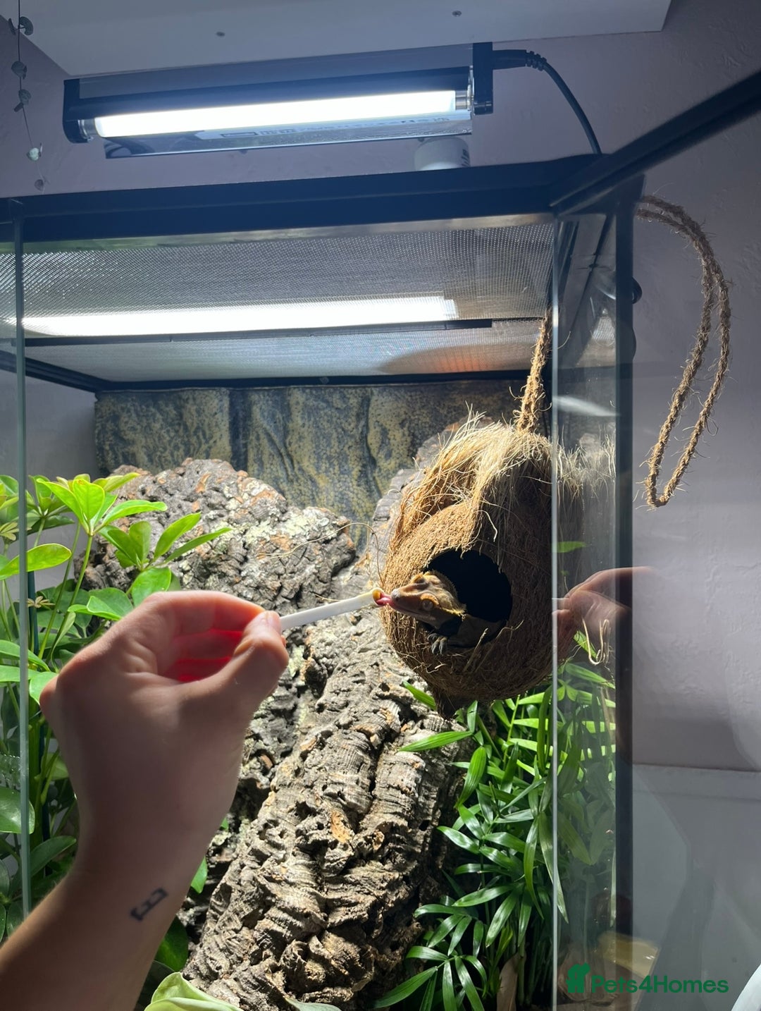 Gecko reptiles for sale: Crested Gecko & Full Established Bioactive Setup - Image 3