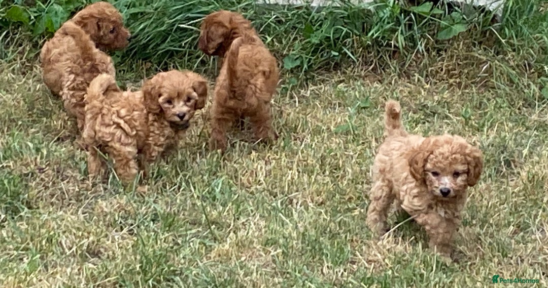 Maltipoo dogs for sale: Extensively DNA tested clear maltipoos - Image 2