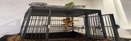 Parrots birds for sale: 6 month Baby Alexandrine  in Newport - Advert 4