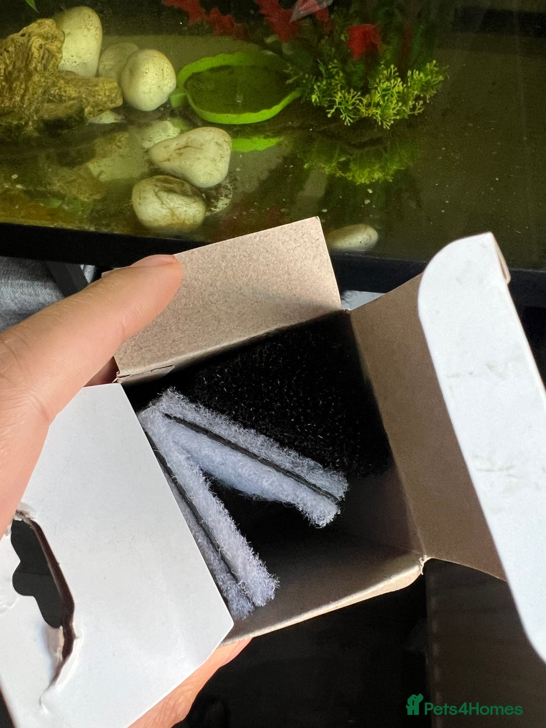 Terrapin reptiles for sale: Skittz the musk terrapin and set up for sale  - Image 4