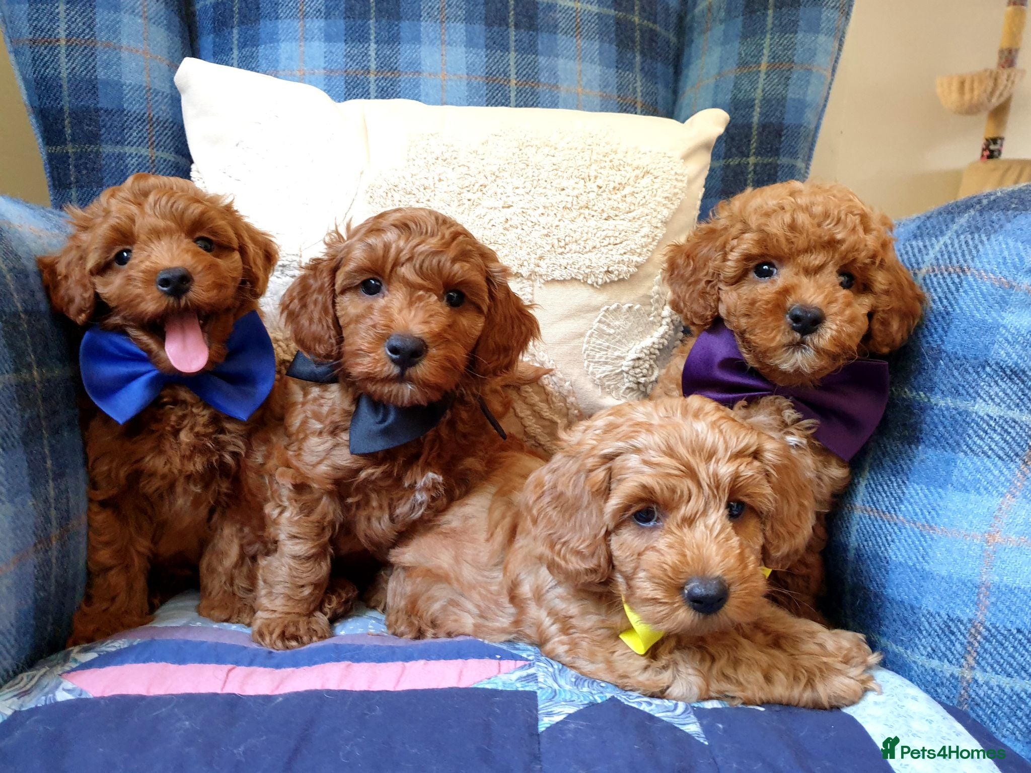 Mixed Breed dogs F1bb Cotonoodle, health tested parents red/apricot - Advert 2