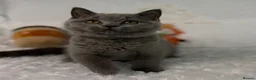 British Shorthair cats for sale: Last GCCF Blue girl - Advert 6