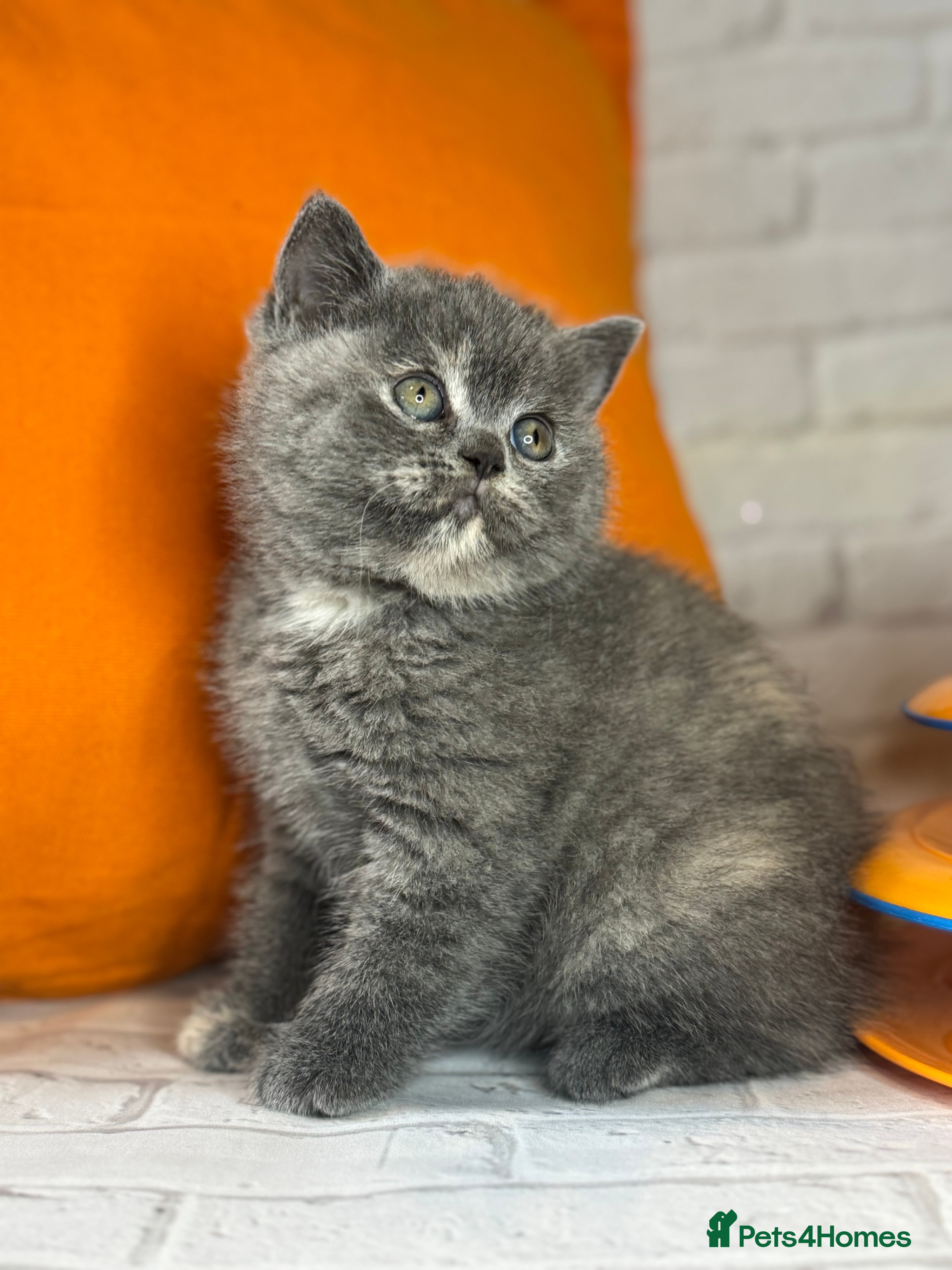 British Shorthair cats British Shorthair Kittens blue tortie  - Advert 10