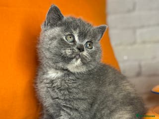 British Shorthair cats British Shorthair Kittens blue tortie - Advert 18
