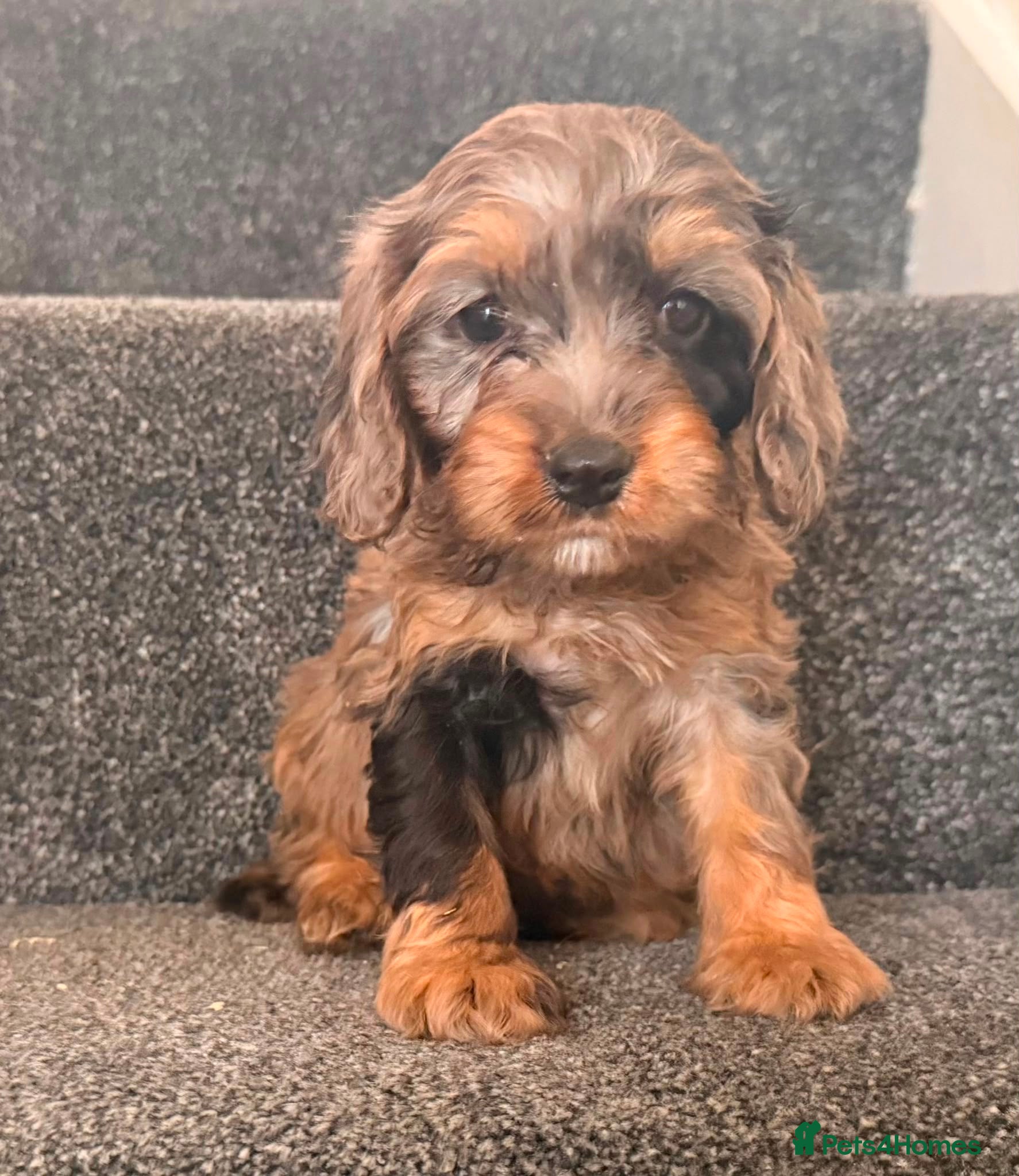 Cockapoo dogs for sale: Beautiful puppies - Advert 8