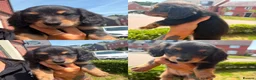 Miniature Dachshund dogs for sale: Stunning long hair Kennel club registered 🐾 - Advert 6