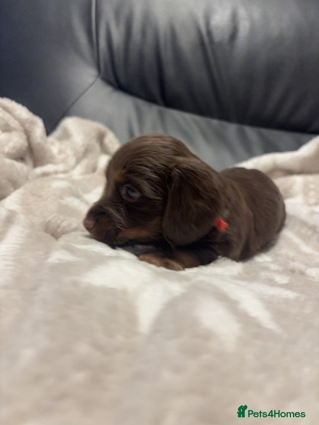 Miniature Dachshund dogs for sale: Miniature Dachshund Puppies Chocolate and Tan KC - Advert 10
