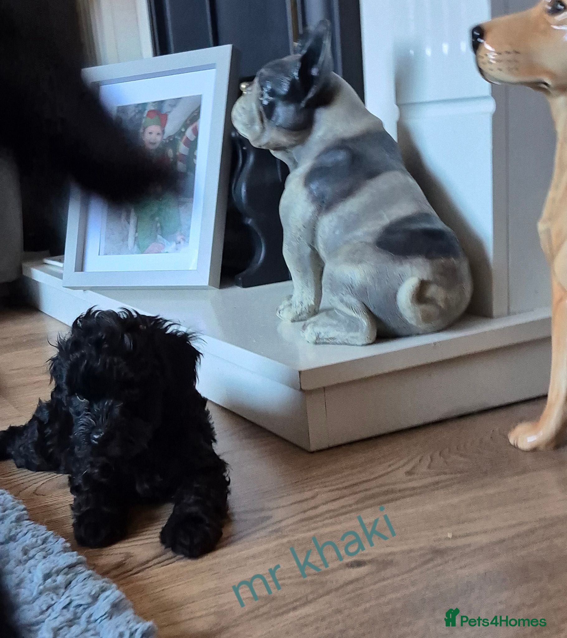 Cavapoo dogs Complete Dna HEALTH Tested parents cavapoo puppies - Advert 2