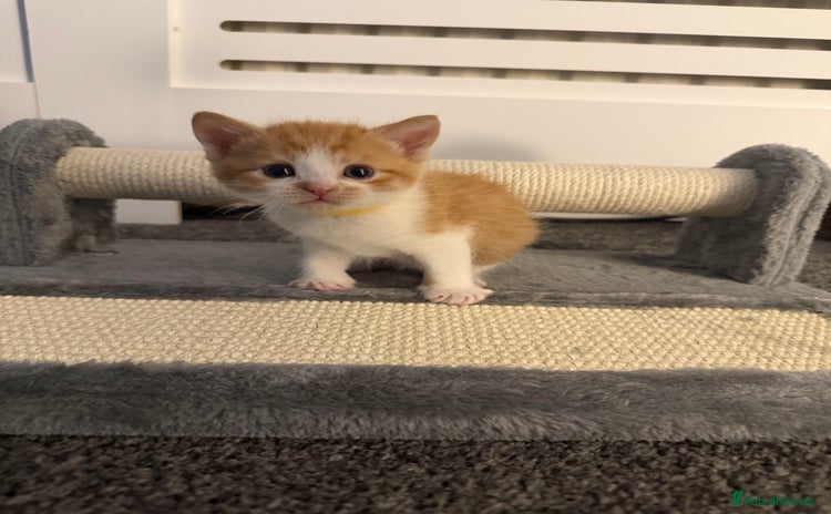 Domestic Shorthair cats - Advert 1