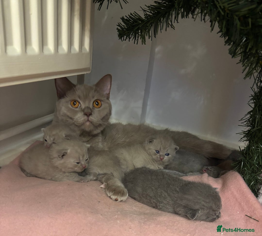 Scottish Fold cats for sale: Scottish fold and Scottish straight kittens!  - Advert 9
