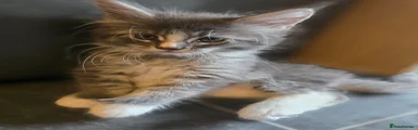 Handsome Male Maine Coon Kitten