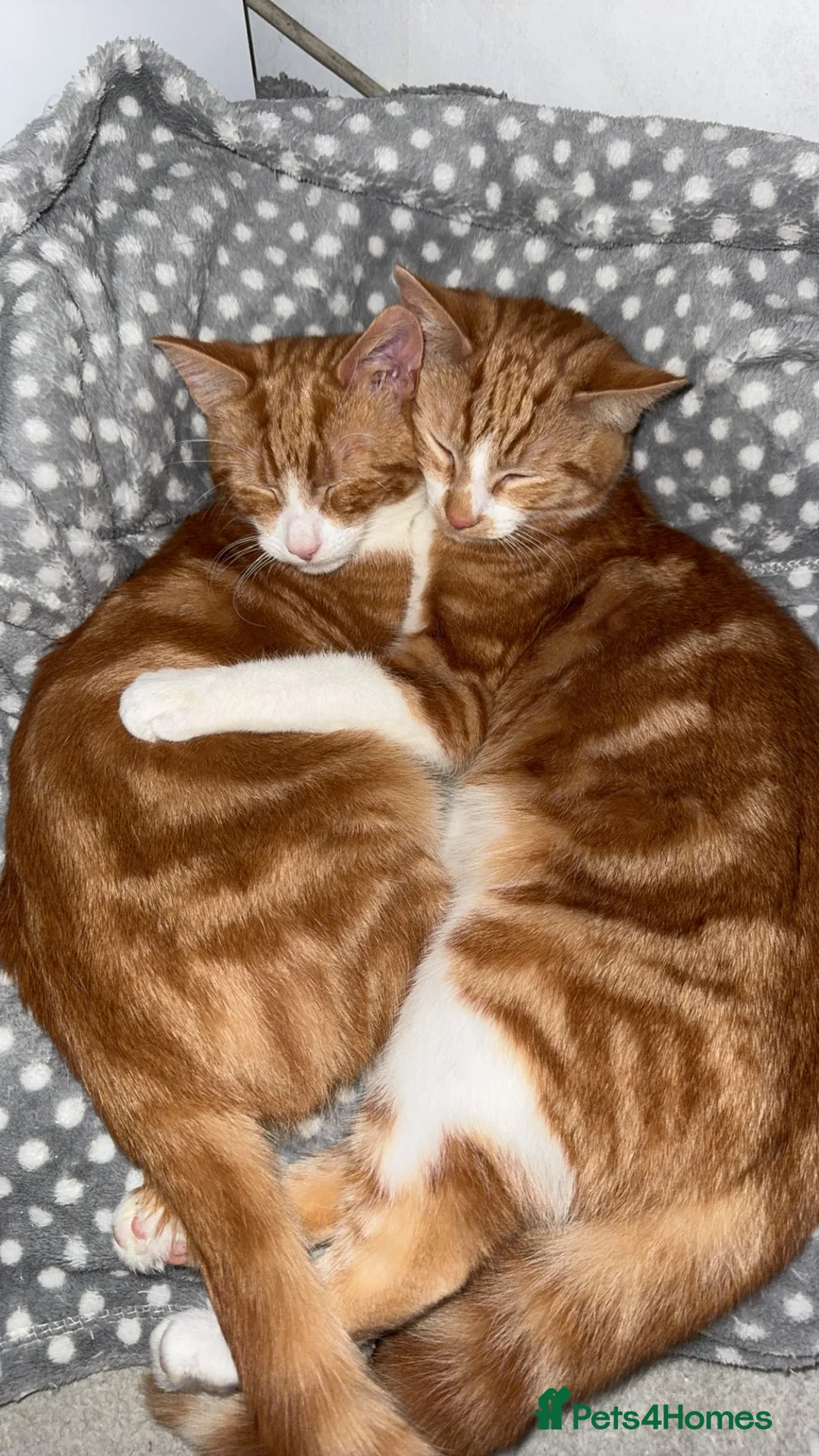 Mixed Breed cats for sale: 2x ginger kittens for sale - Advert 4