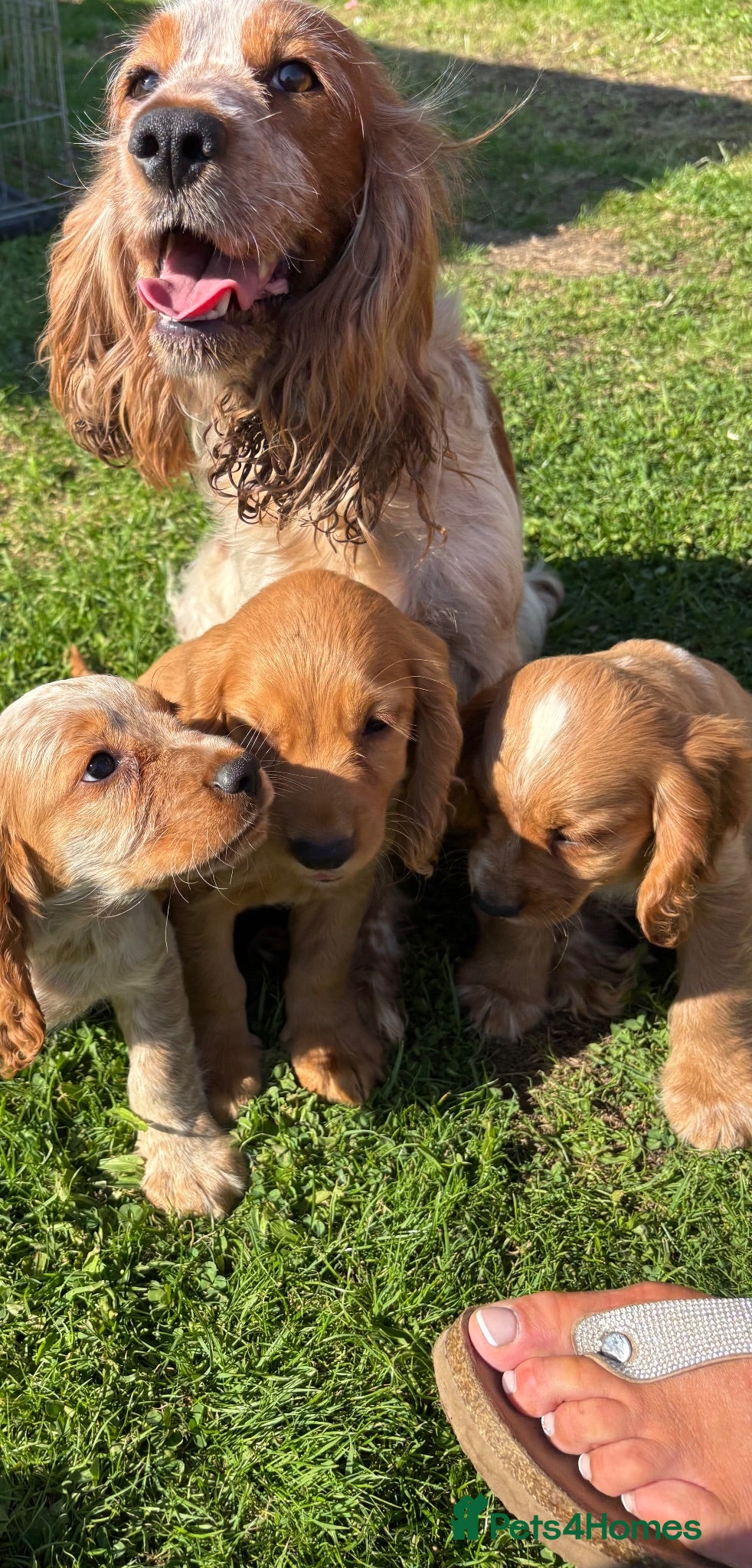 Cocker Spaniel dogs Only 2 left - Advert 1