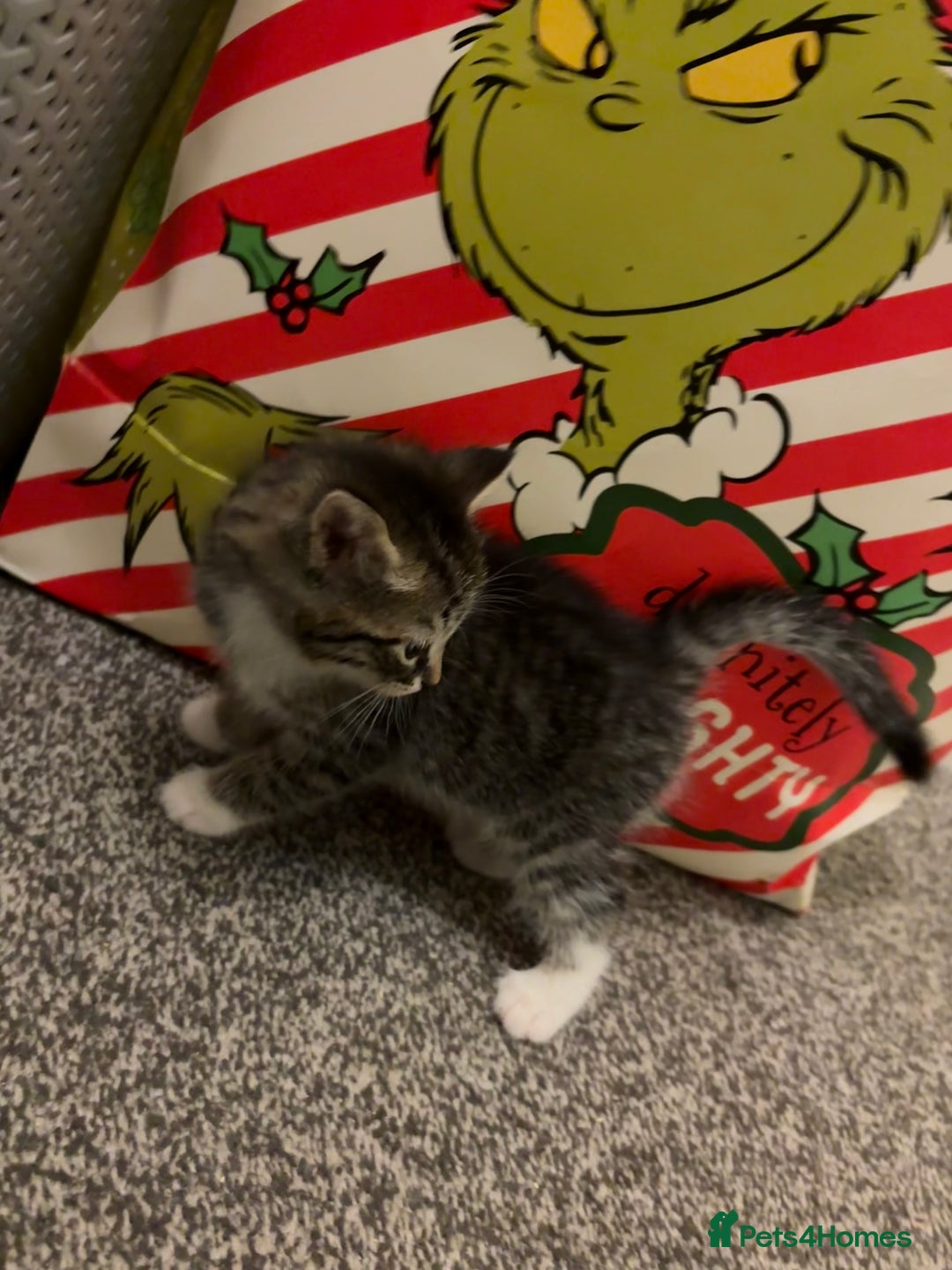 Mixed Breed cats for sale: Ragdoll cross kittens  - Advert 4