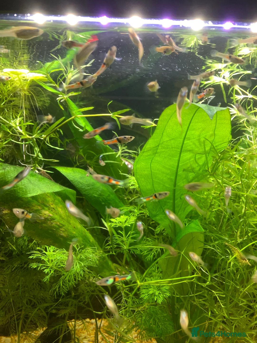 Live Bearers fish for sale: Mixed Sex and Mixed Age Endlers in Witney - Advert 2