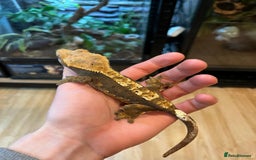 Gecko reptiles for sale: Male crested gecko - Image 4