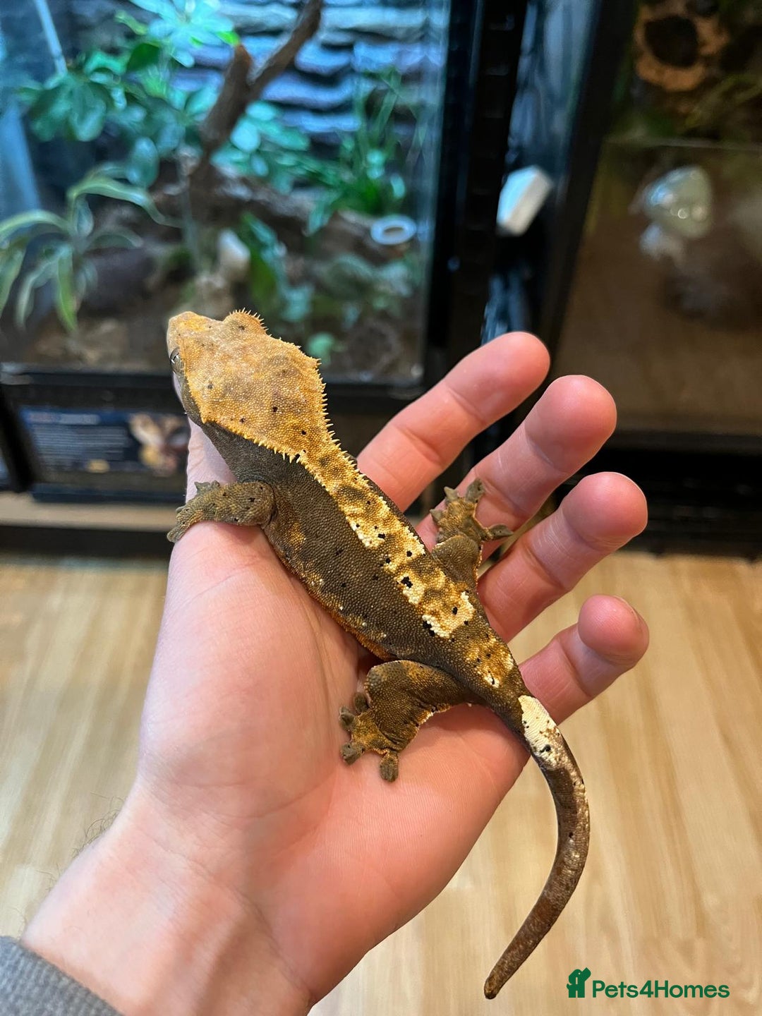 Gecko reptiles for sale: Male crested gecko - Image 4