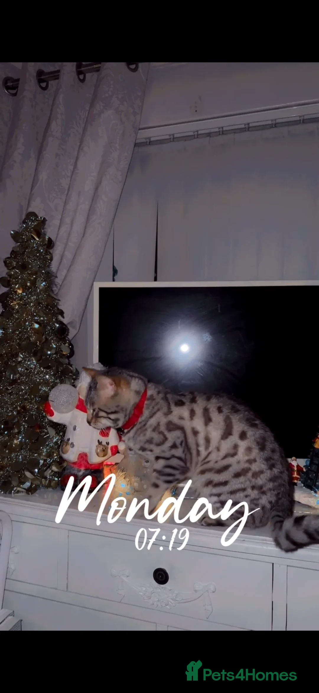 Bengal cats for sale: Stunning snow Bengal boy  - Advert 3