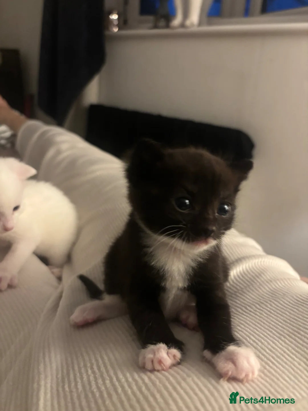 British Shorthair cats for sale: 3 beautiful pedigree kittens, white siblings!  - Advert 2