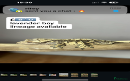 Gecko reptiles for sale: CRESTED GECKOS - Image 5