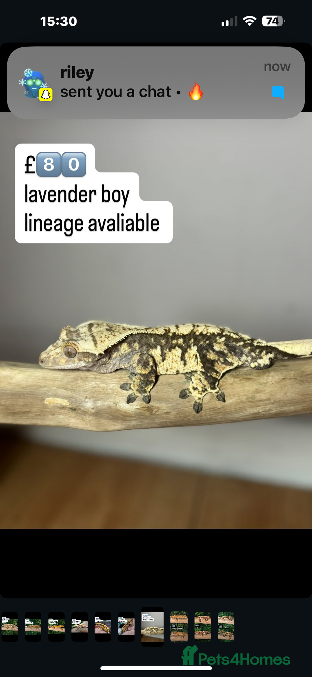 Gecko reptiles for sale: CRESTED GECKOS - Image 5